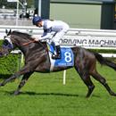 Yankee slam-dunk in Champagne Stakes
